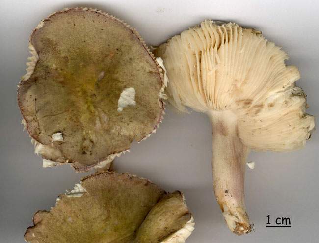 Russula amoenicolor